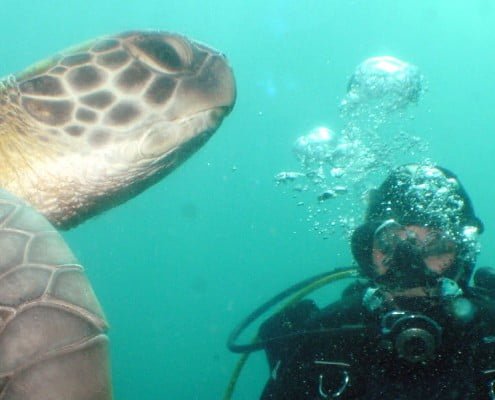 Turtle dive Tenerife Diver Tenerife Turles